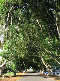 NSW - Grafton - Breimba St Fig Trees (11 Nov 2010)